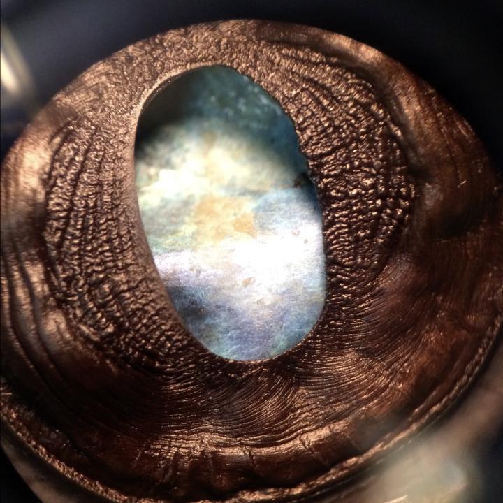 Metal mold of sheep eye 